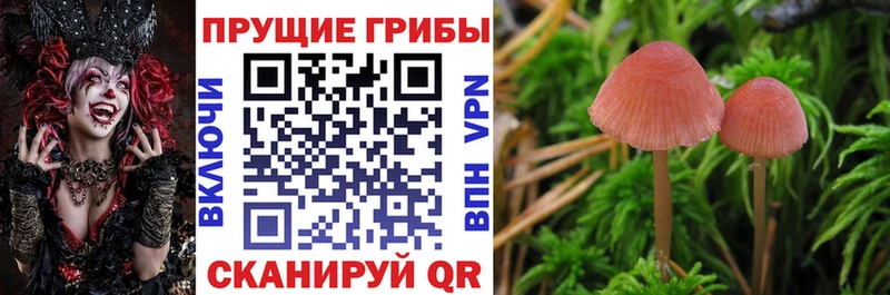 Галлюциногенные грибы мицелий Курильск